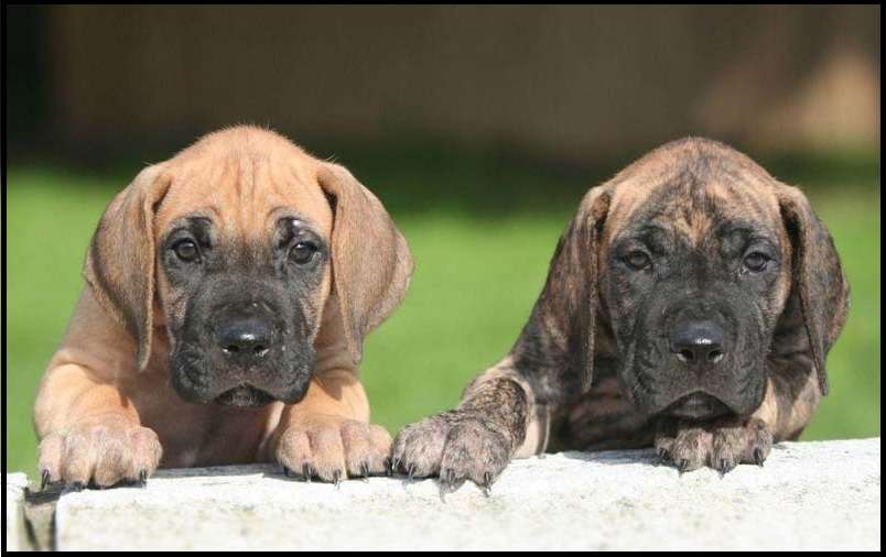 Brindle Great Dane Temperament