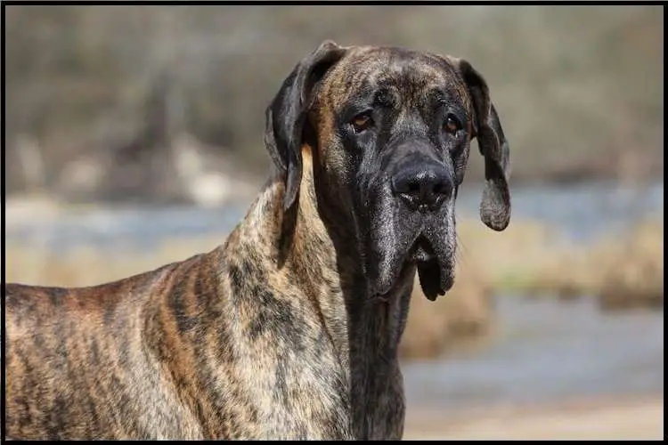 Common Health Issues in Brindle Great Danes