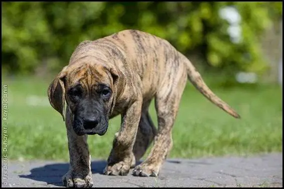 Exercise Requirements for Brindle Great Danes