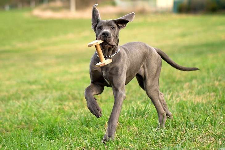 Exercise and Activities For Black Great Danes