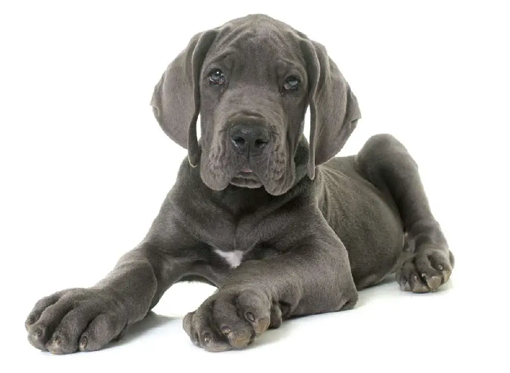 Finding a Blue Great Dane Puppy