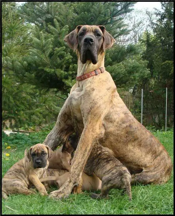 Grooming and Caring of Brindle Great Dane