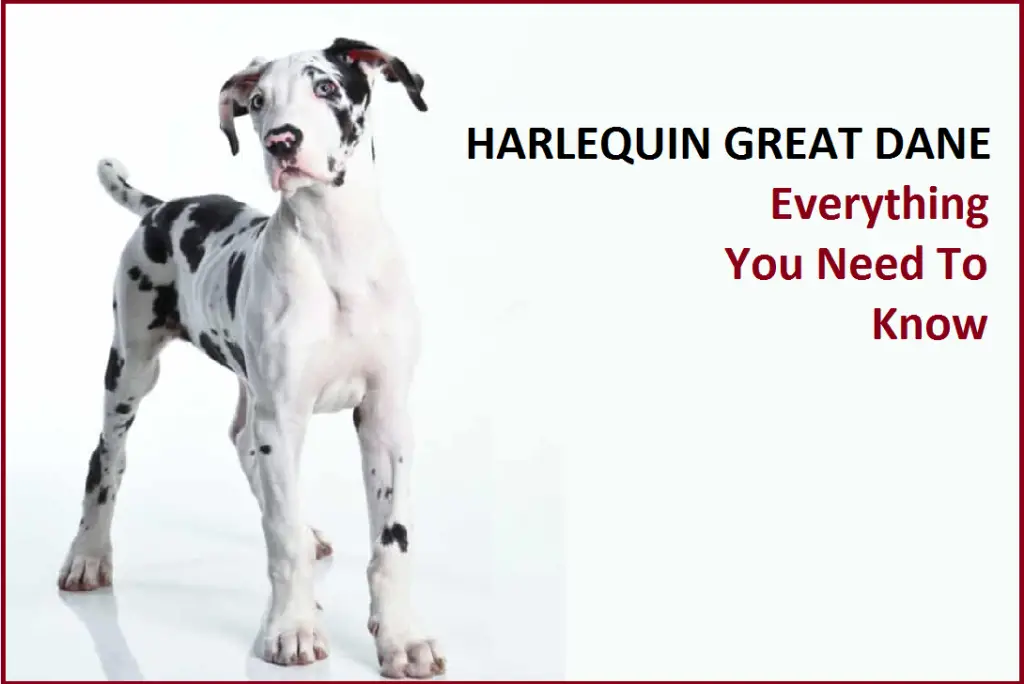 Harlequin Great Dane: Everything You Need To Know