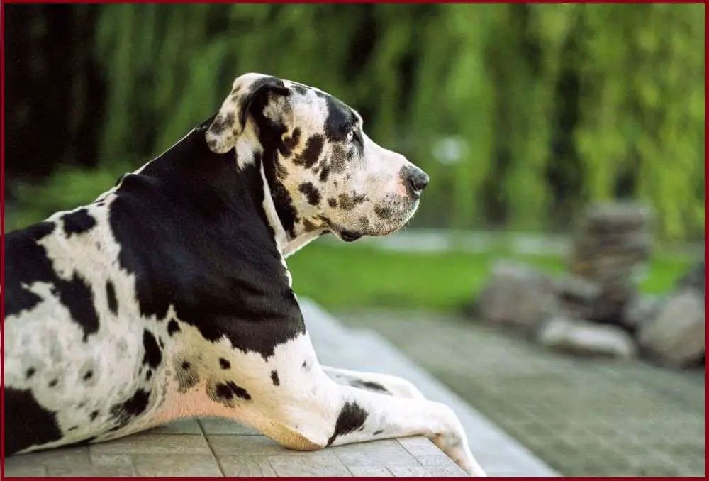 Harlequin Great Dane Care and Maintenance