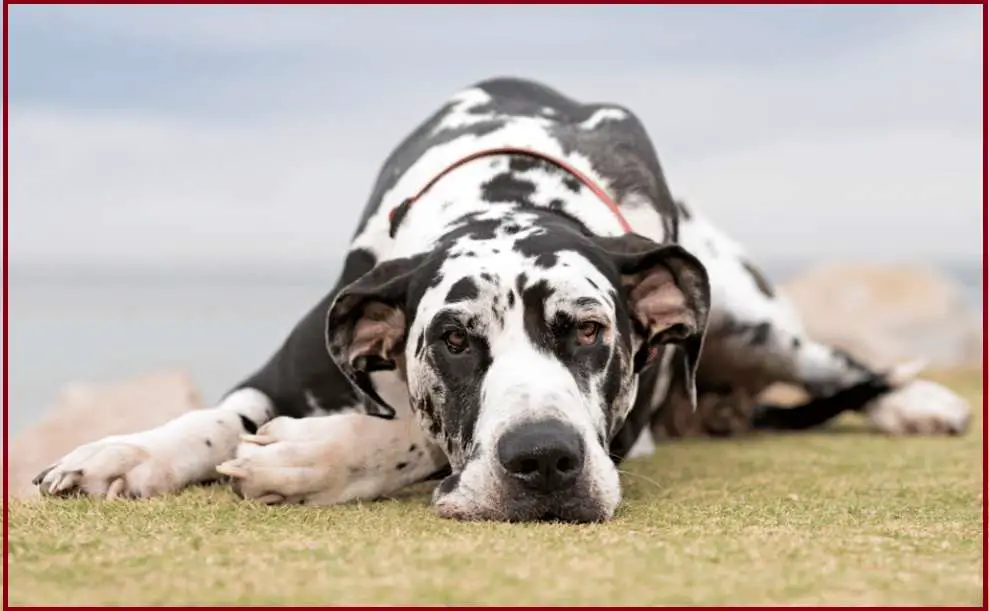 Harlequin Great Dane Common Health Issues