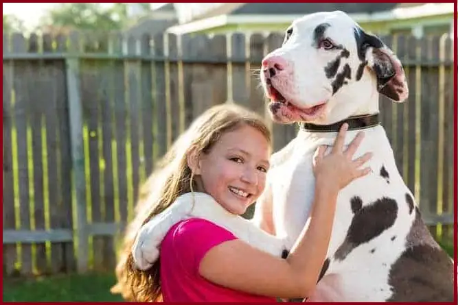 Harlequin Great Dane Temperament