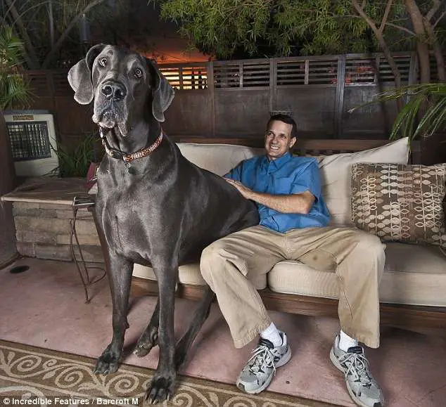 Living with a Blue Great Dane