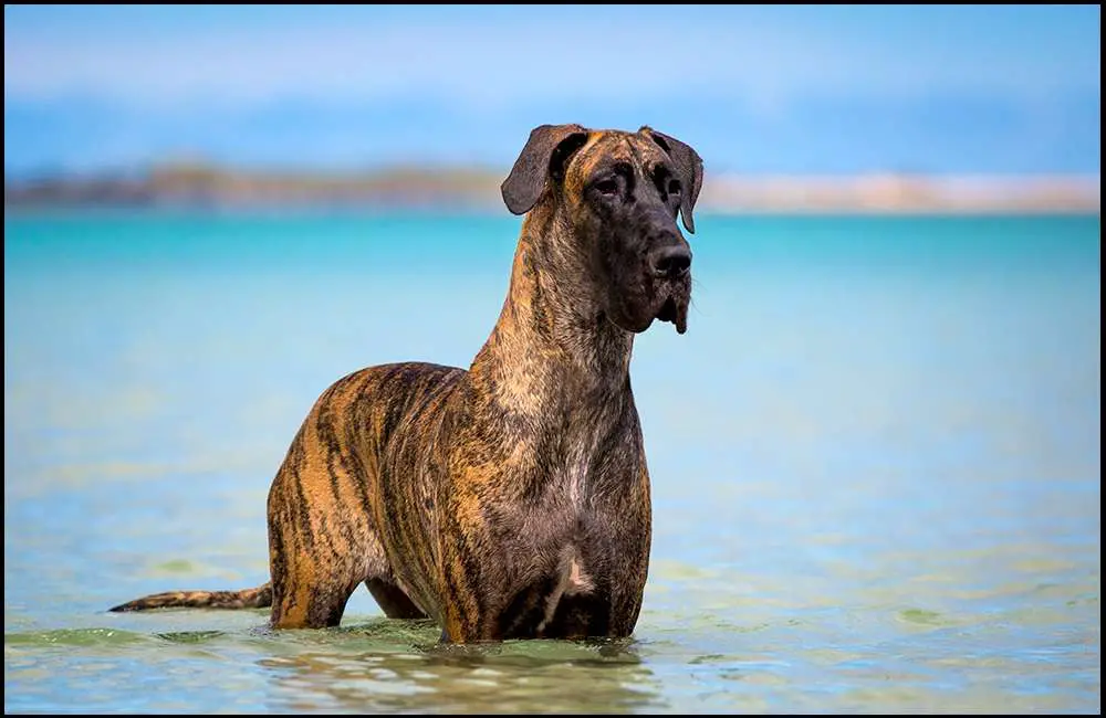 Physical Characteristics of Brindle Great Dane
