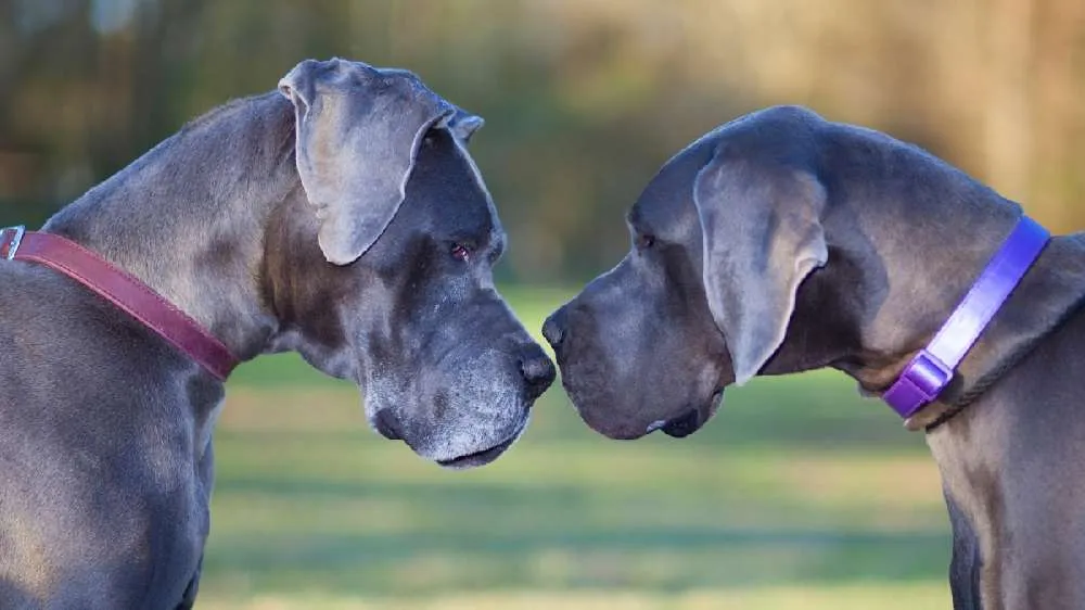 Training Your Blue Great Dane