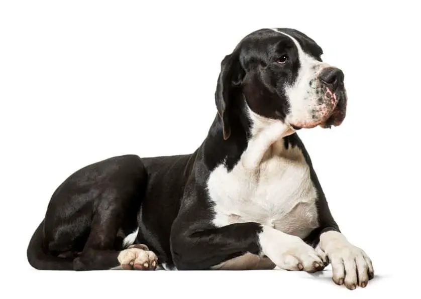 black great dane everything you need to know