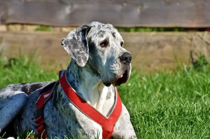 merle great dane care