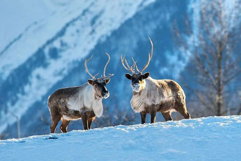 Alaska Wildlife Conservation Reserve  Things to do in alaska