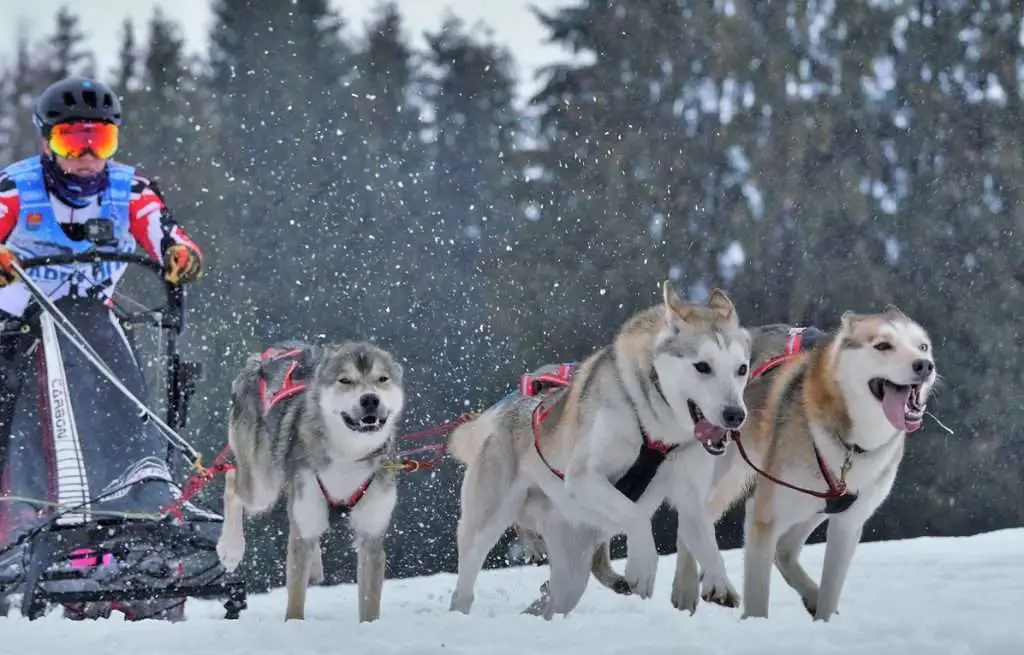 go sledging with huskies Things to do in alaska