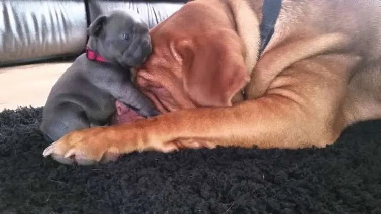 Heart-warming Interaction: Adult Dog’s Joyful Encounter with a Playful Puppy