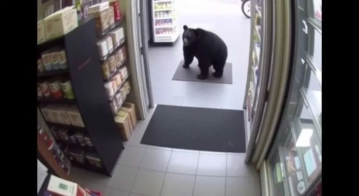Uninvited Visitor: Hungry Bear Makes a Pit Stop at Canadian Village Store