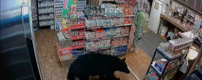 Uninvited Visitor: Hungry Bear Makes a Pit Stop at Canadian Village Store