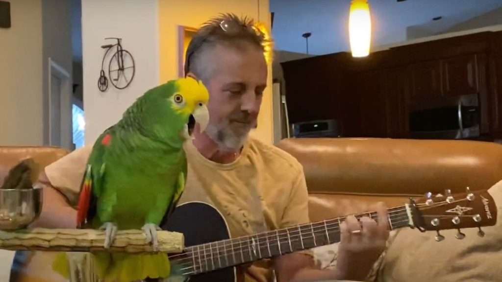 Tico, the parrot, delights in singing along to the tunes played by his owner 2