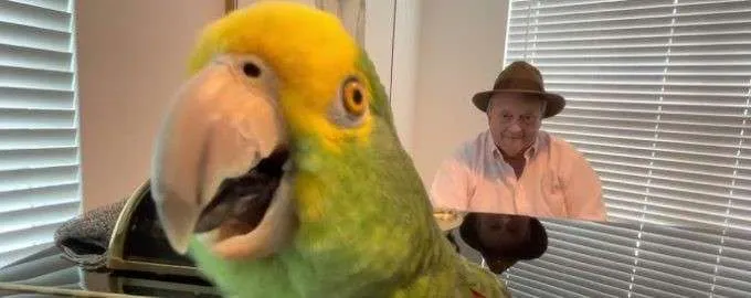 Tico, the parrot, delights in singing along to the tunes played by his owner
